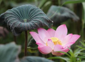 Top Lotus365 Login: Step-by-Step Guide for India (2026)